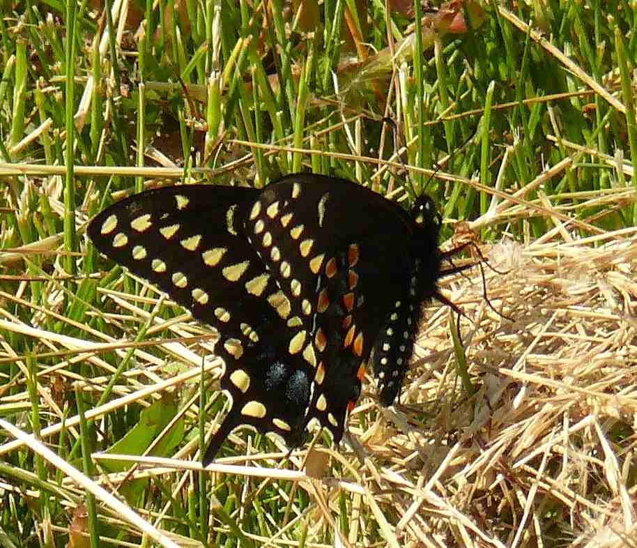Papilio polyxenes Papilio polyxenes